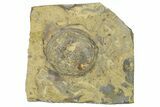 Ordovician Fossil Edrioasteroid (Isorophus) - Kentucky #262605-1